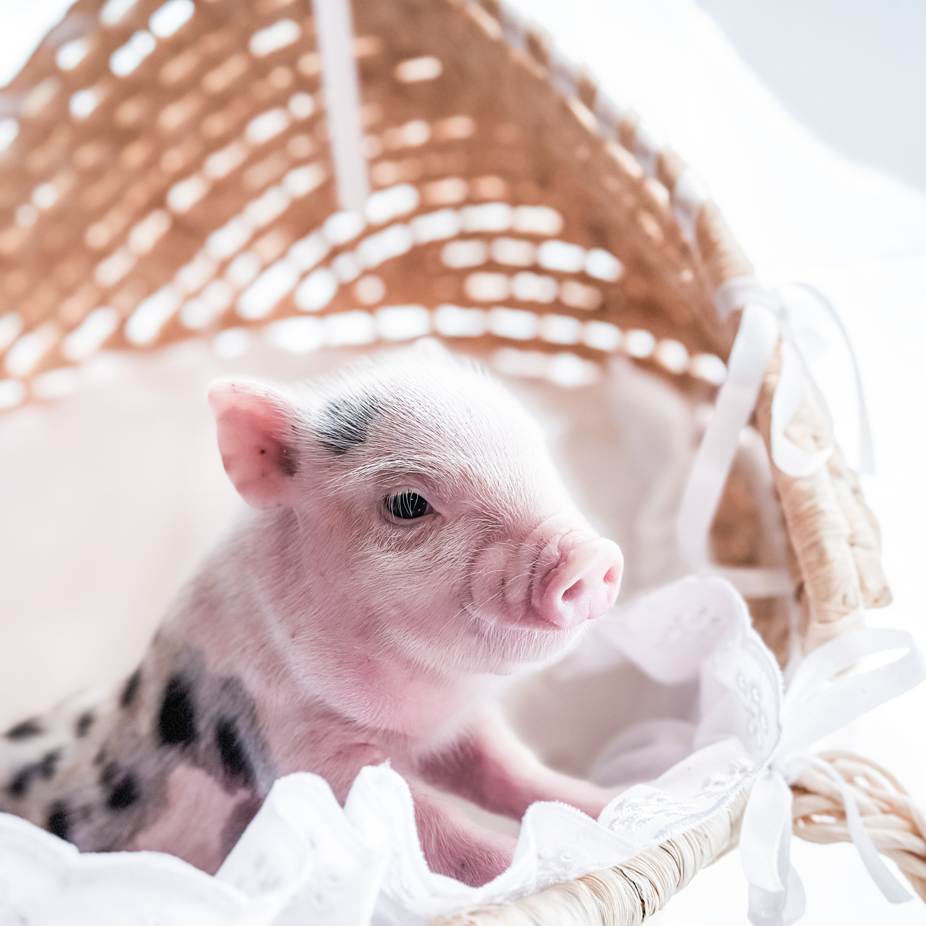 04-12-25 - Baby Buttermilk - Male - Juliana x American Mini Pig
