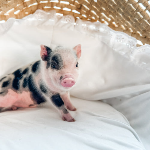 04-12-25 - King Snuffles - Male - Juliana x American Mini Pig