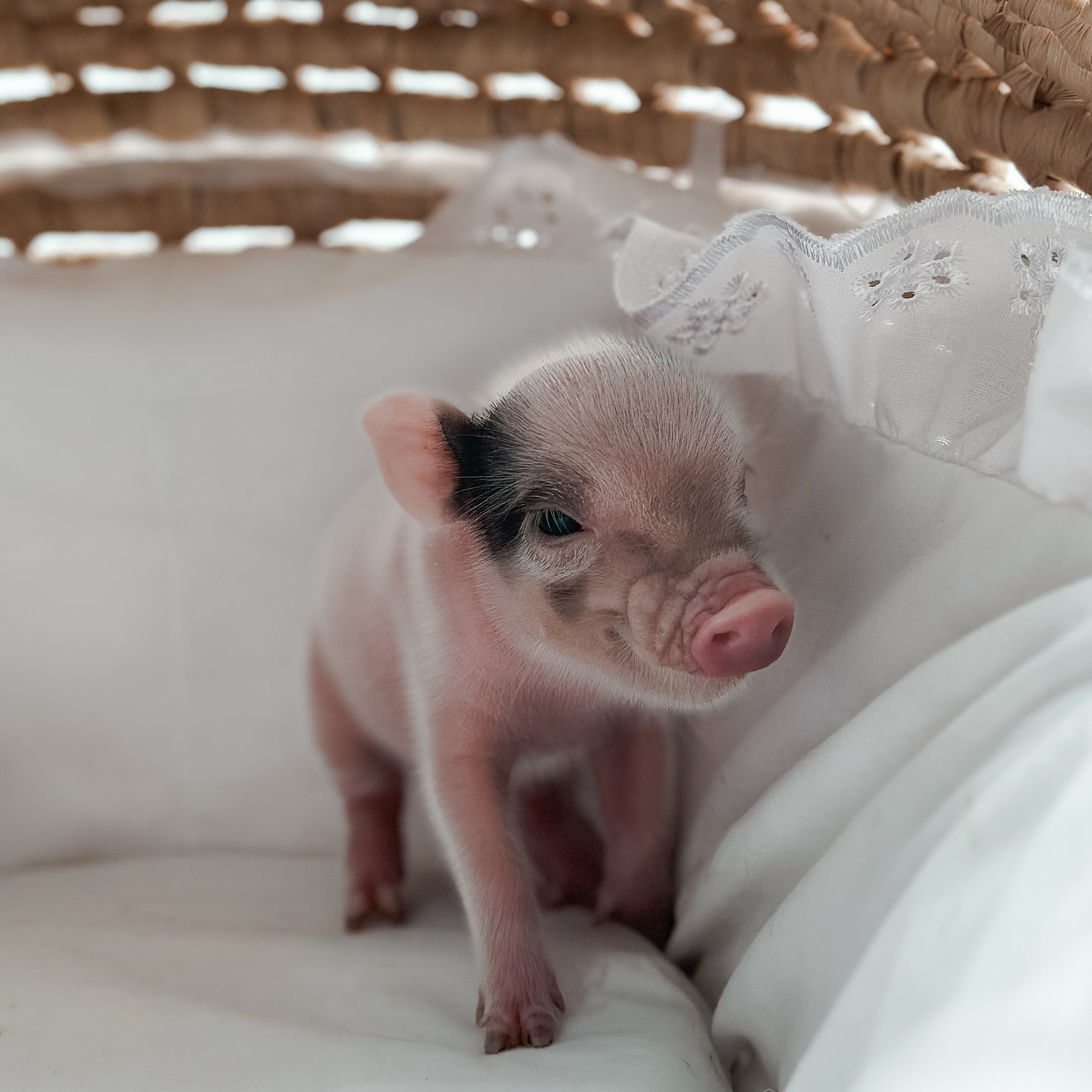*Can go home now* XXS - 11-02-24 - Captian Crumpet - Male - Juliana Mini Pig