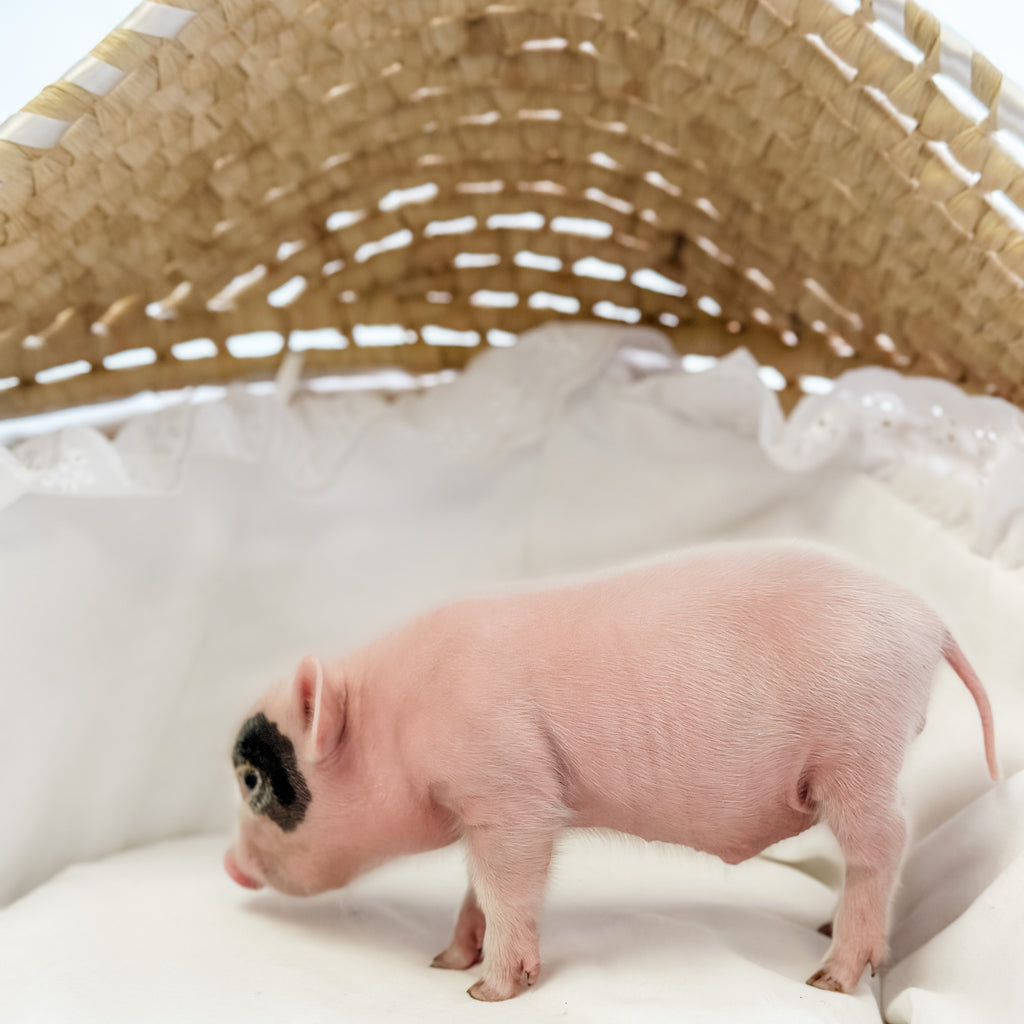XXS - 08-05-23 - Sebastian - Male - Juliana Mini Pig