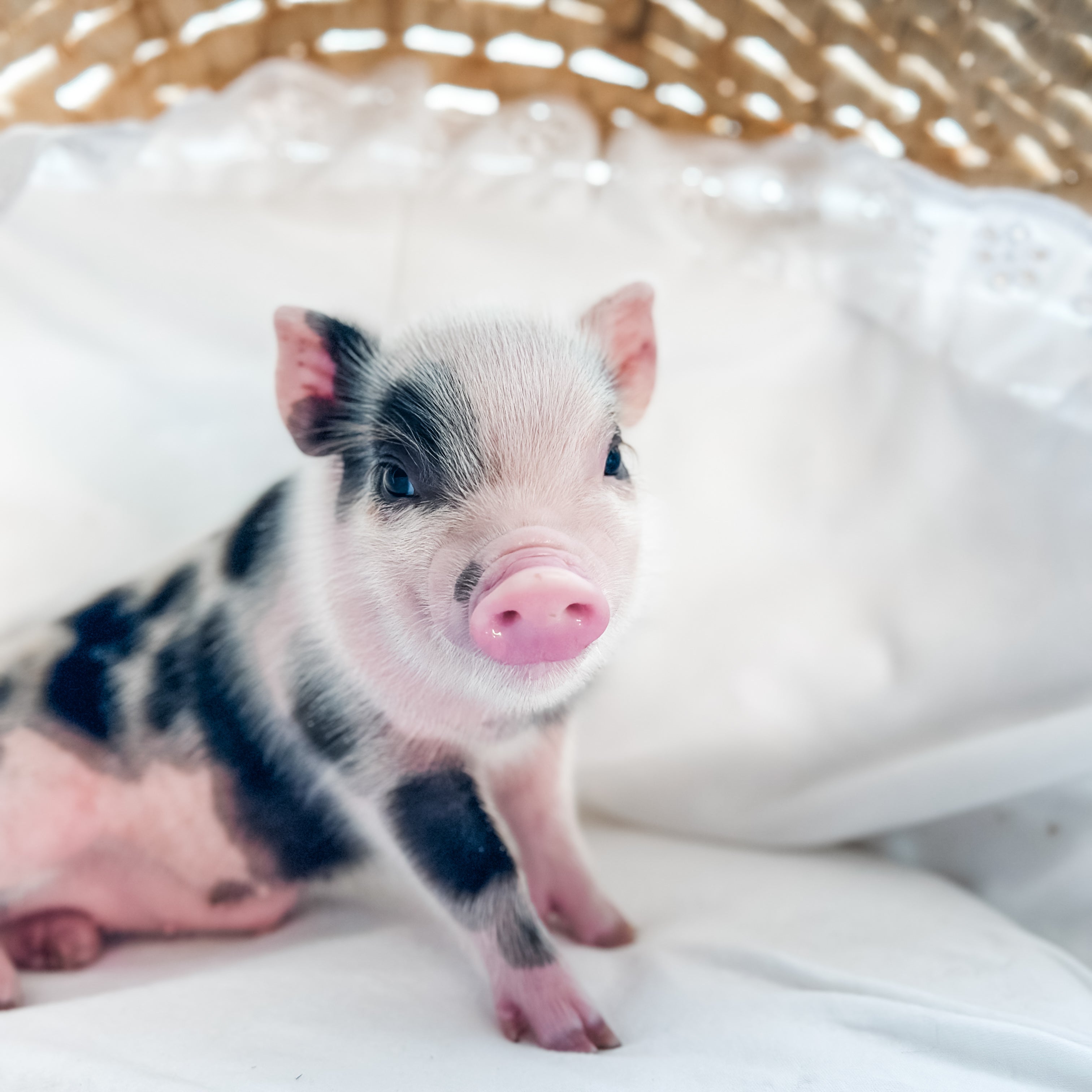 04-12-25 - King Snuffles - Male - Juliana x American Mini Pig