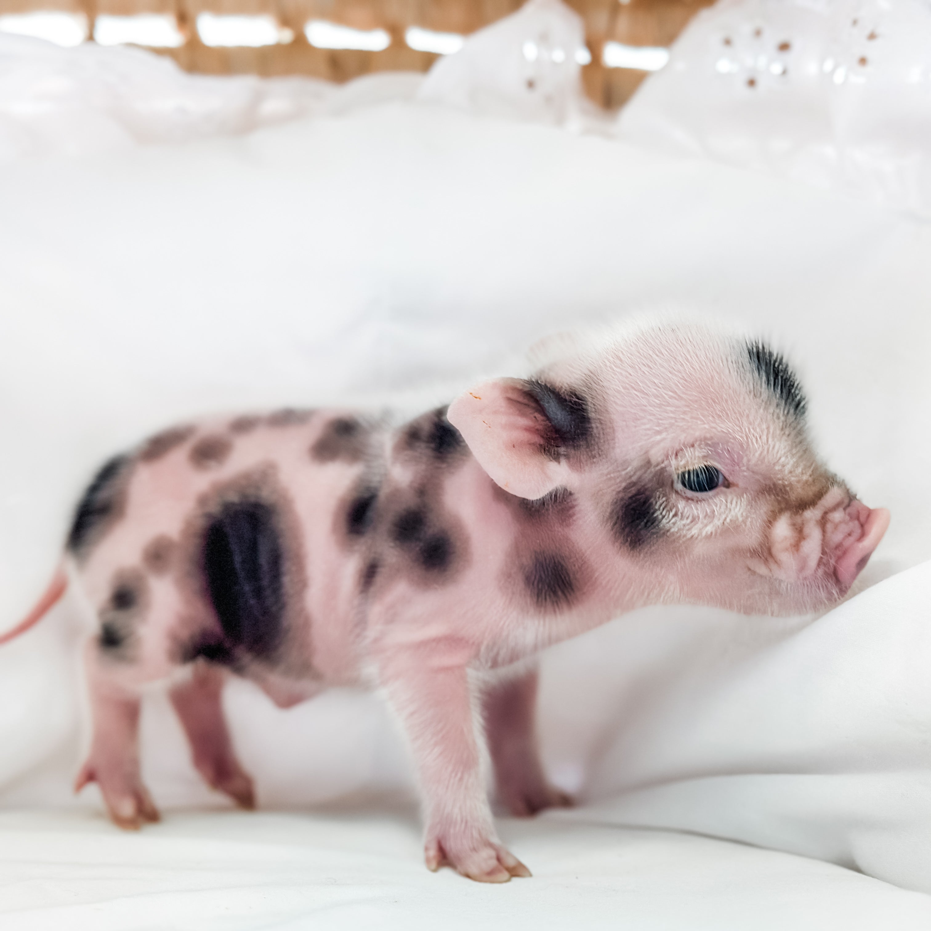 Image of Small piglet 