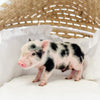 XXS - 08-05-23 - Elijah - Male - Juliana Mini Pig