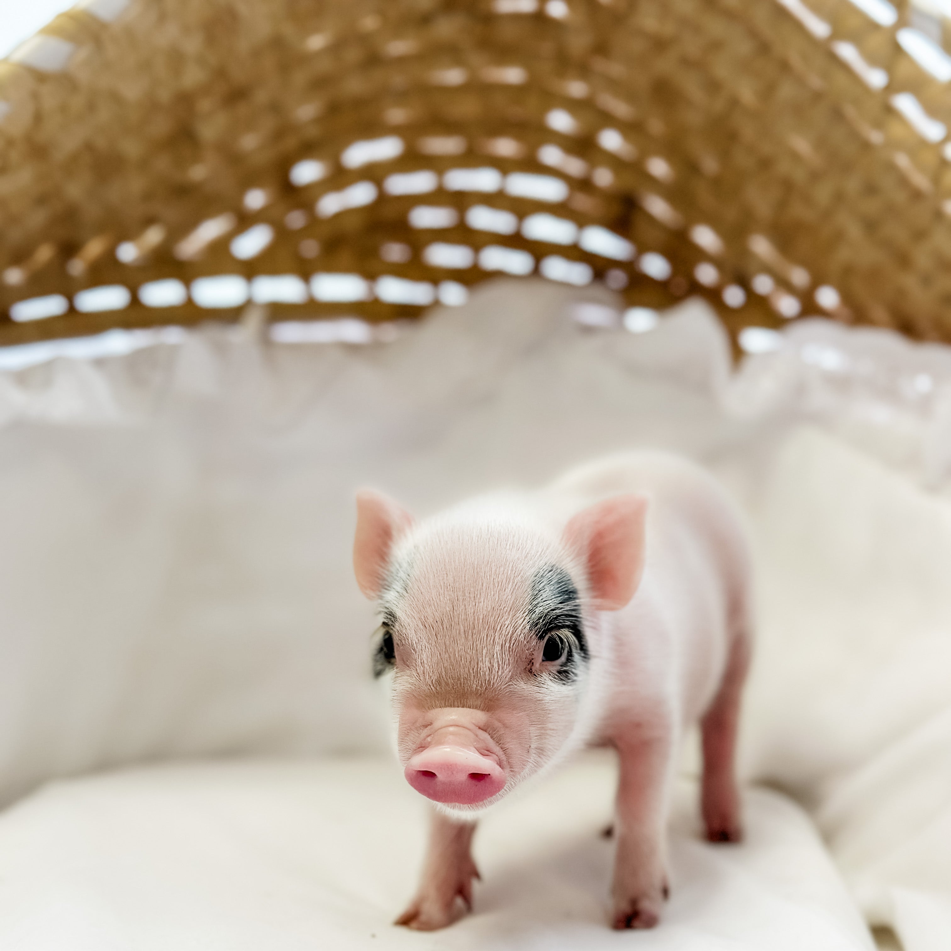 XXS - 08-05-23 - Sebastian - Male - Juliana Mini Pig