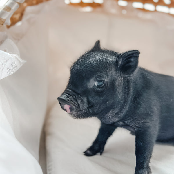 04-12-25 - Queen Biscuit  - Female - Juliana x American Mini Pig