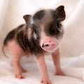 03-21-26 - Bubbles - Female - Juliana Mini Pig