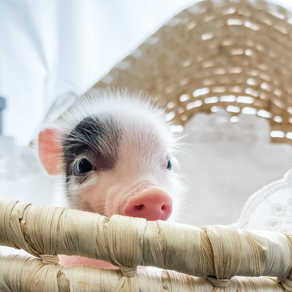 XXS - 01-02-25 - Mr. Macaroni - Male - Juliana Mini Pig
