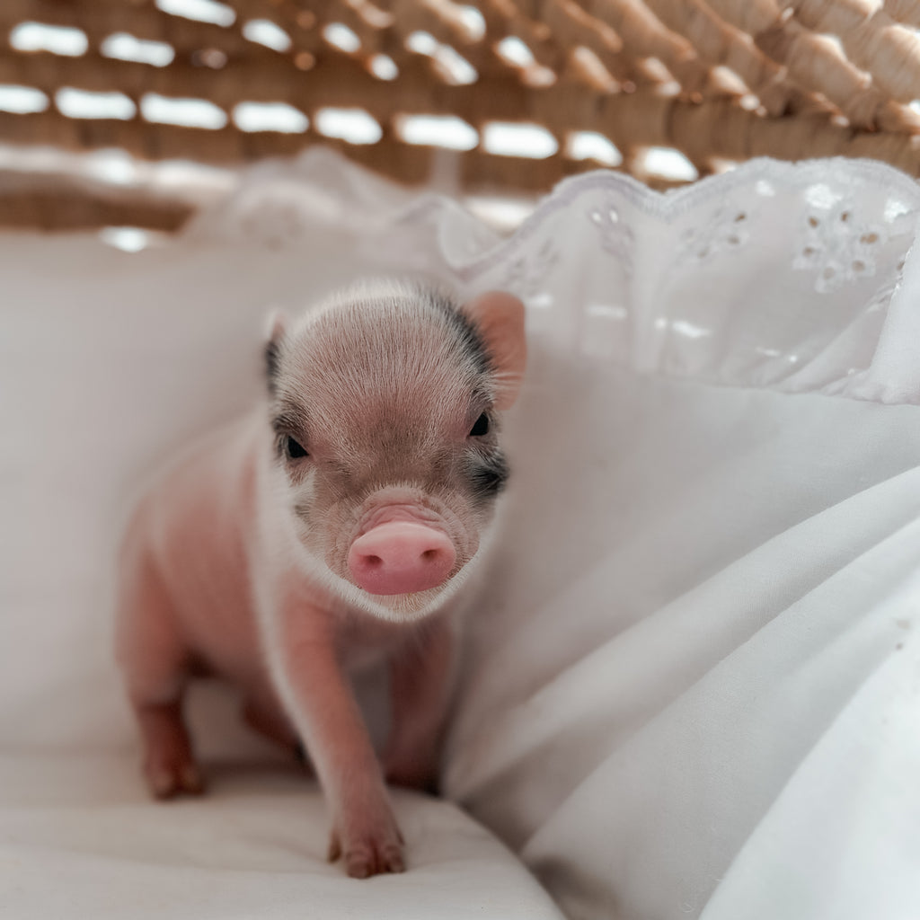 *Can go home now* XXS - 11-02-24 - Captian Crumpet - Male - Juliana Mini Pig