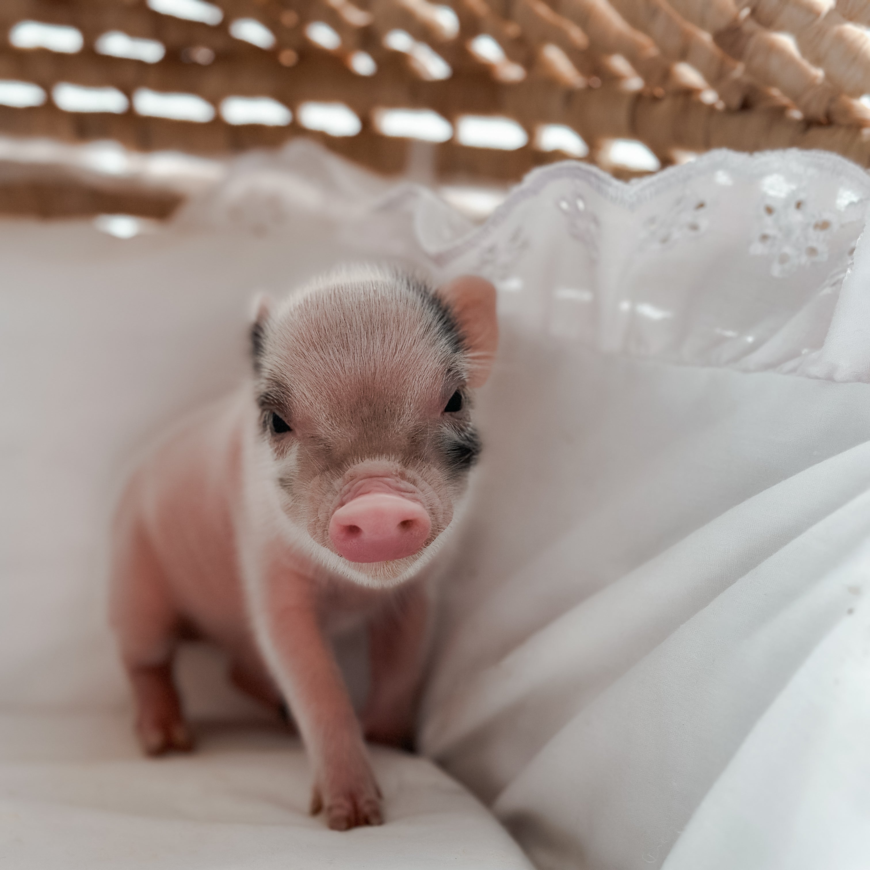 *Can go home now* XXS - 11-02-24 - Captian Crumpet - Male - Juliana Mini Pig
