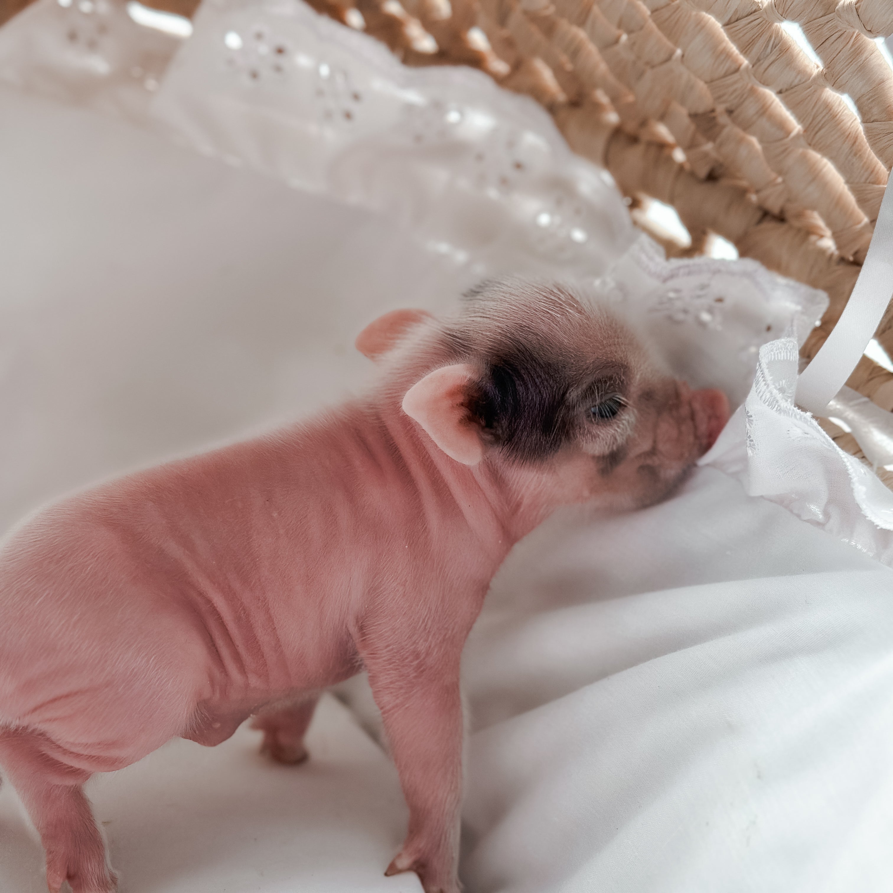 *Can go home now* XXS - 11-02-24 - Captian Crumpet - Male - Juliana Mini Pig
