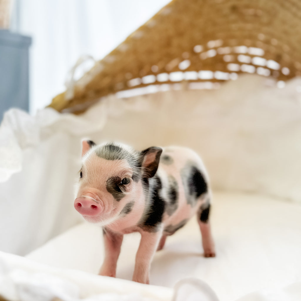 XXS - 08-05-23 - Fletcher - Male - Juliana Mini Pig