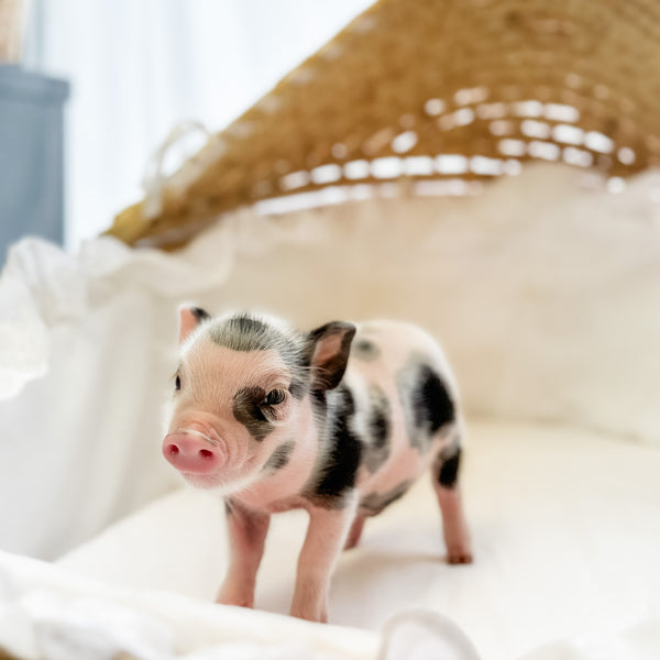 XXS - 08-05-23 - Fletcher - Male - Juliana Mini Pig