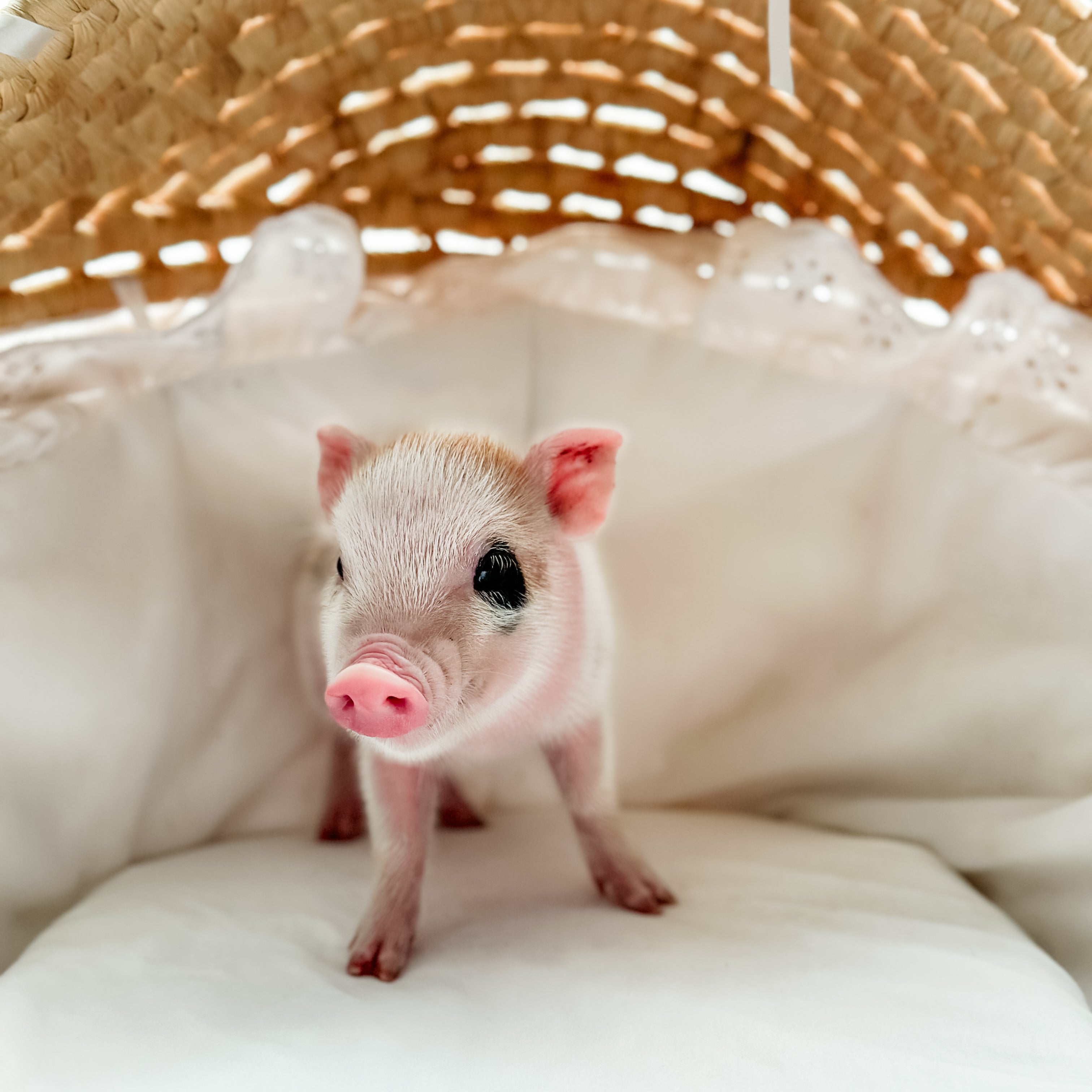 XXS - 11-02-24 - Empress Éclair - Female - Juliana Mini Pig