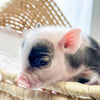 XXS - 01-16-25 - Professor Licorice - Male - Juliana Mini Pig