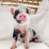 XXS - 08-26-23 - Izzy - Female - Juliana Mini Pig