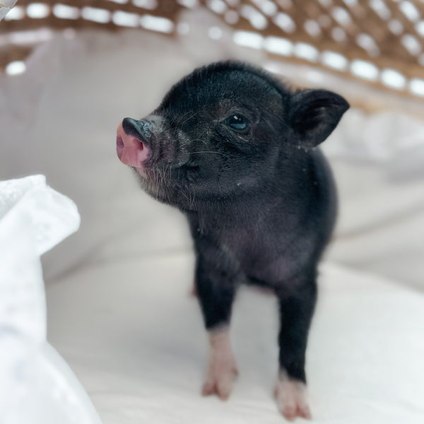 XXS - 11-03-24 - Highness Hazelnut - Female - Juliana Mini Pig