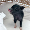 XXS - 11-03-24 - Highness Hazelnut - Female - Juliana Mini Pig