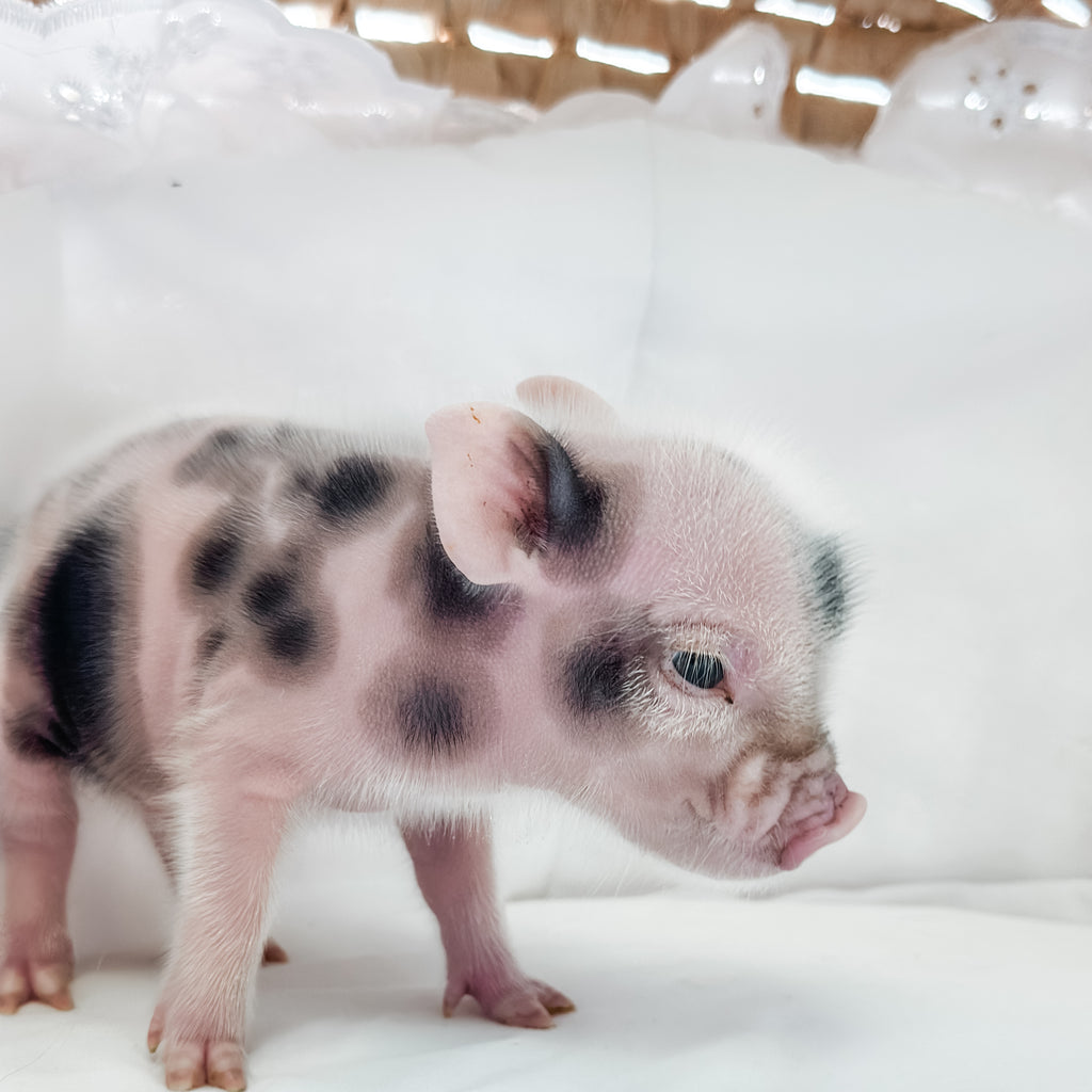 Image of Small piglet 