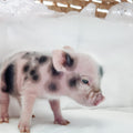 Image of Small piglet 