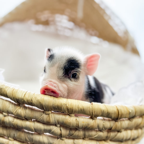 XXS - 01-16-25 - Professor Licorice - Male - Juliana Mini Pig