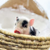 XXS - 01-16-25 - Professor Licorice - Male - Juliana Mini Pig