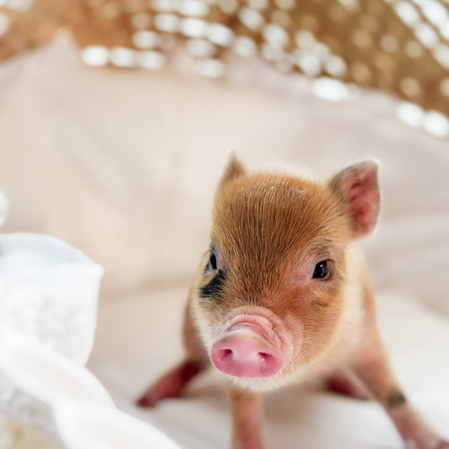 04-12-25 - Lady Red Velvet - Female - Juliana x American Mini Pig