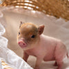 12-26-25- Lord Honeydrop - Male - Juliana x American Mini Pig