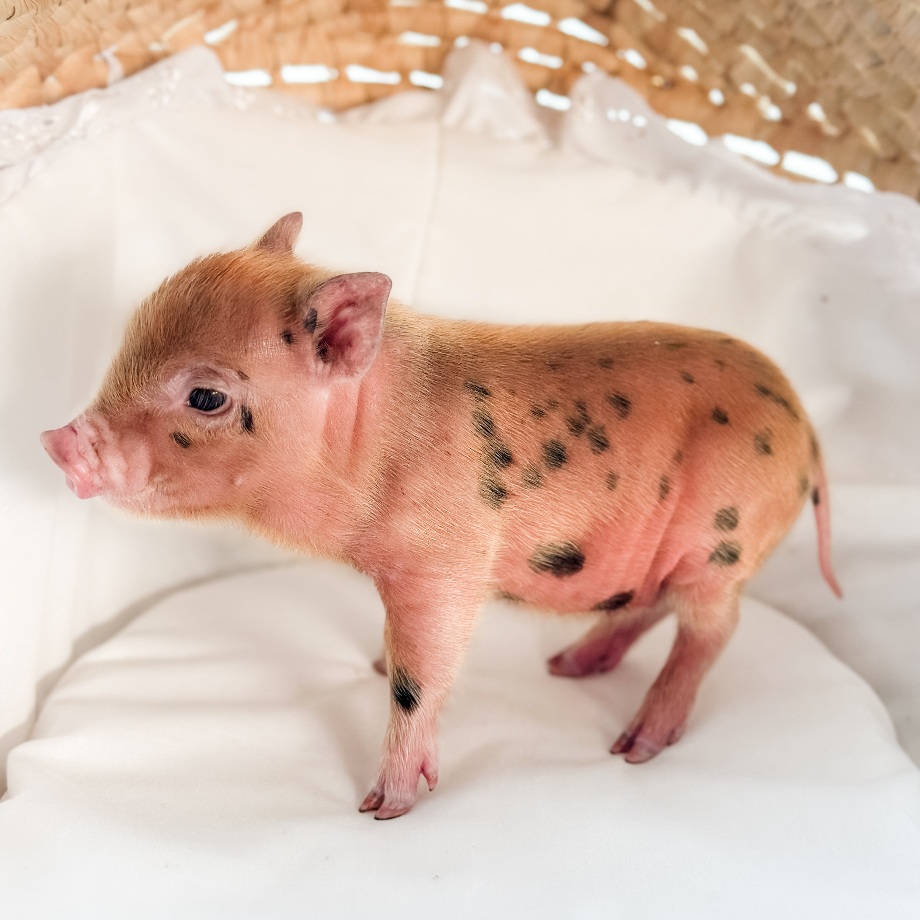 04-12-25 - Lady Red Velvet - Female - Juliana x American Mini Pig