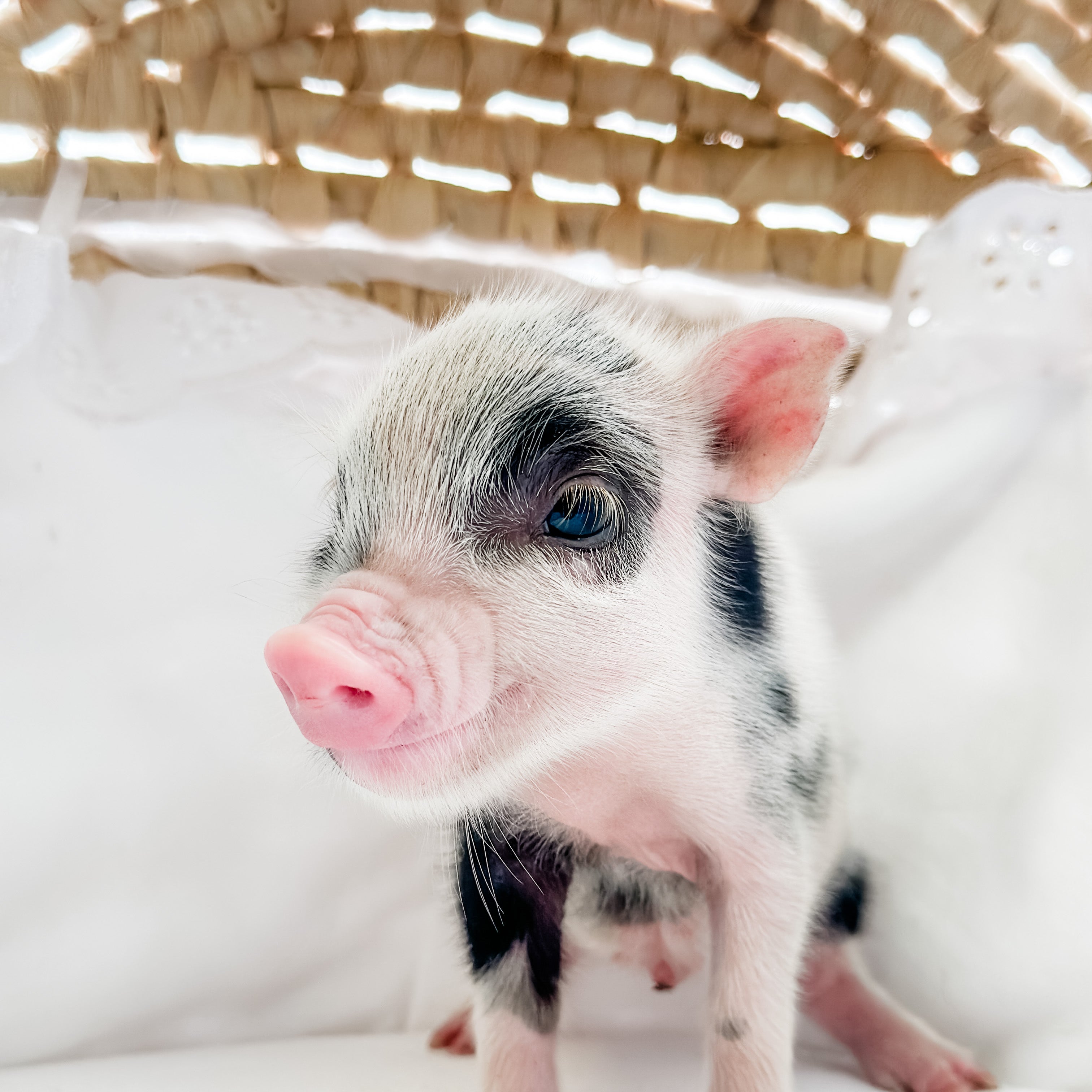 XXS - 08-26-23 - Izzy - Female - Juliana Mini Pig
