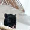 XXS - 11-03-24 - Highness Hazelnut - Female - Juliana Mini Pig