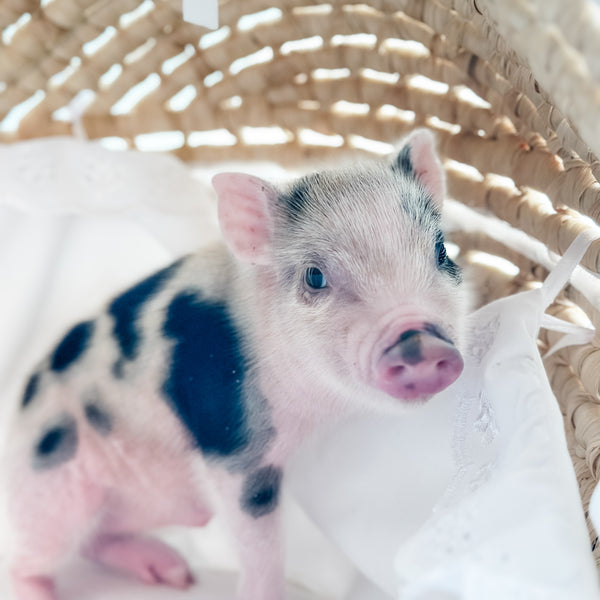 04-12-25 - Sir Crumble - Male - Juliana x American Mini Pig