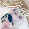 04-12-25 - Sir Crumble - Male - Juliana x American Mini Pig