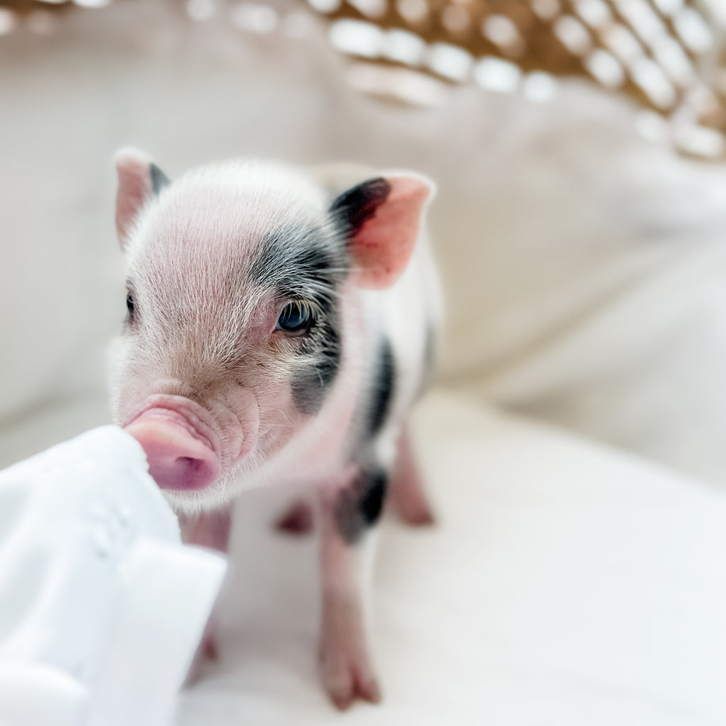 XXS - 11-02-24 - Madam Macaroon - Female - Juliana Mini Pig