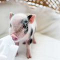 XXS - 11-02-24 - Madam Macaroon - Female - Juliana Mini Pig