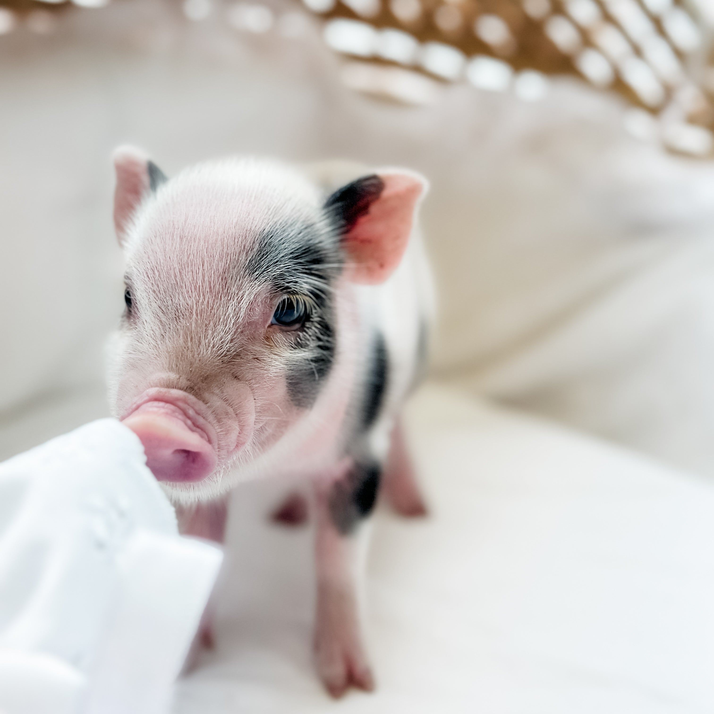 XXS - 11-02-24 - Madam Macaroon - Female - Juliana Mini Pig