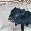 XXS - 11-03-24 - Highness Hazelnut - Female - Juliana Mini Pig
