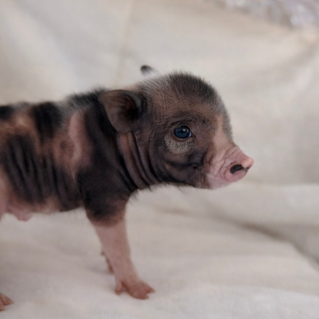 03-21-26 - Bubbles - Female - Juliana Mini Pig