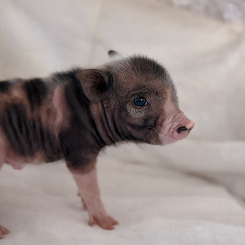 03-21-26 - Bubbles - Female - Juliana Mini Pig