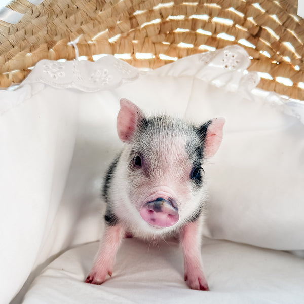 04-12-25 - Sir Crumble - Male - Juliana x American Mini Pig
