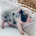 XXS - 01-02-25 - Warden Walnut - Male - Juliana Mini Pig