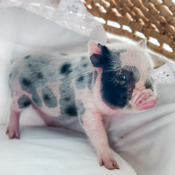XXS - 01-02-25 - Warden Walnut - Male - Juliana Mini Pig