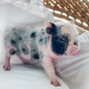 XXS - 01-02-25 - Warden Walnut - Male - Juliana Mini Pig