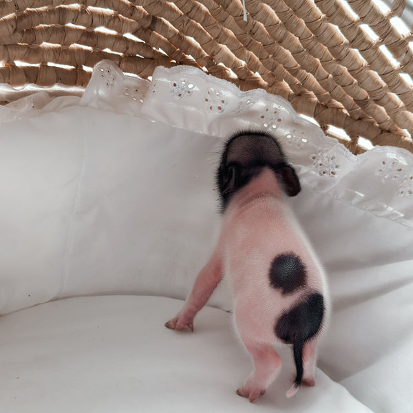 XXS - 11-03-24 - Prince Popcorn- Male - Juliana Mini Pig