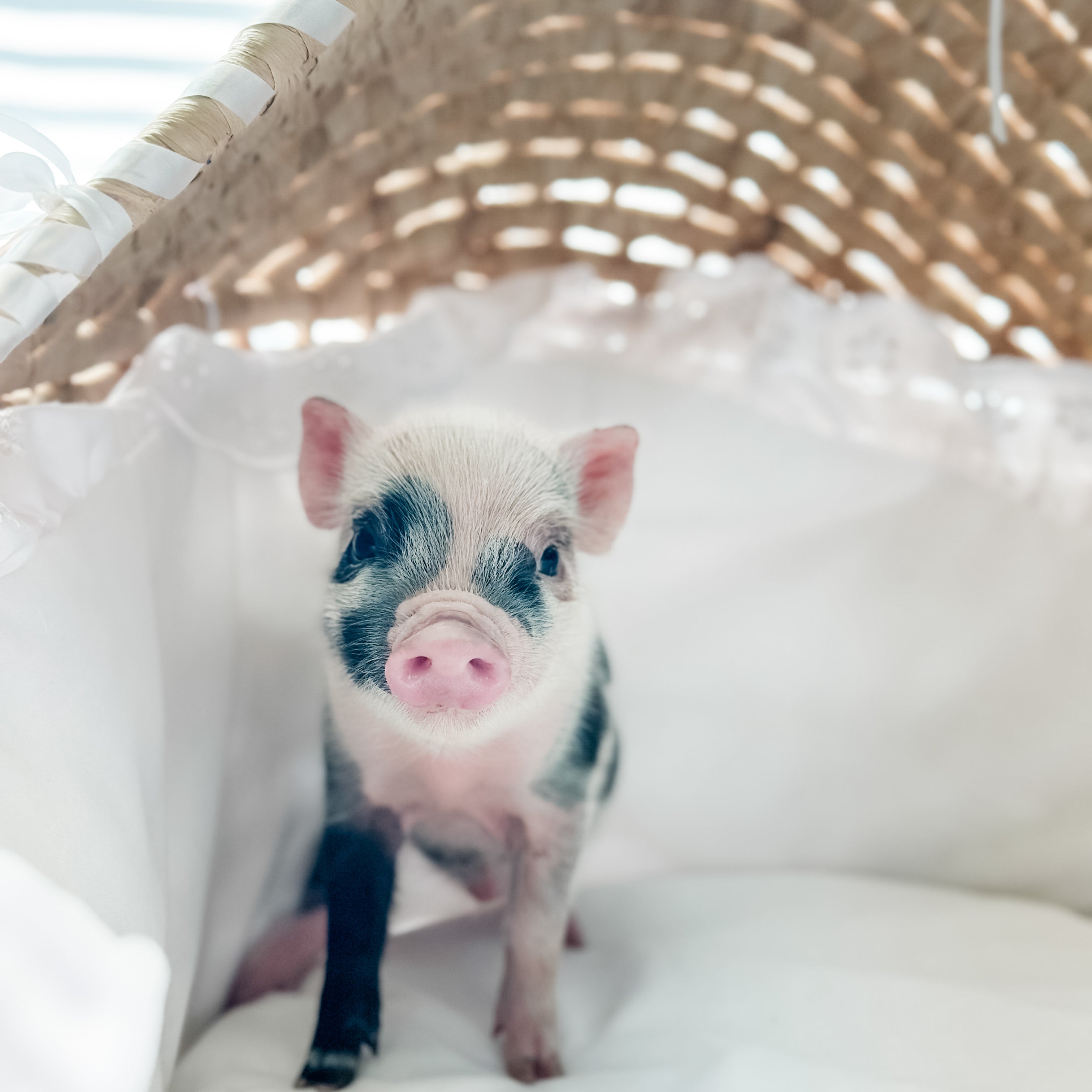 XXS - 01-02-25 - Sir Pepper - Male - Juliana Mini Pig