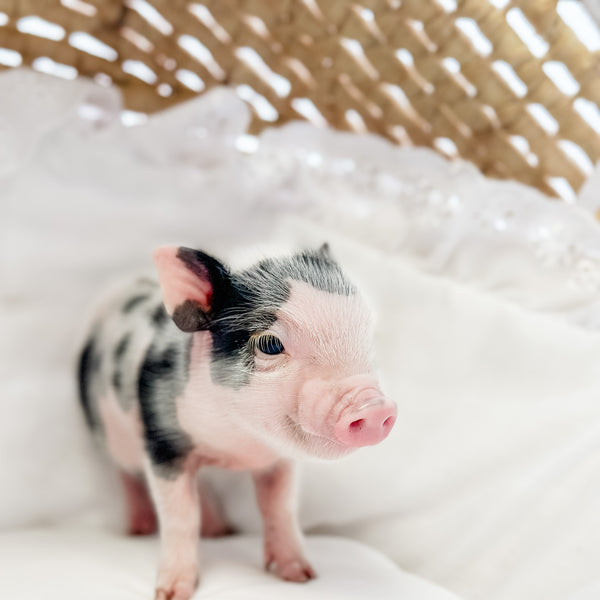 XXS - 08-05-23 - Fletcher - Male - Juliana Mini Pig