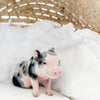 XXS - 08-05-23 - Fletcher - Male - Juliana Mini Pig