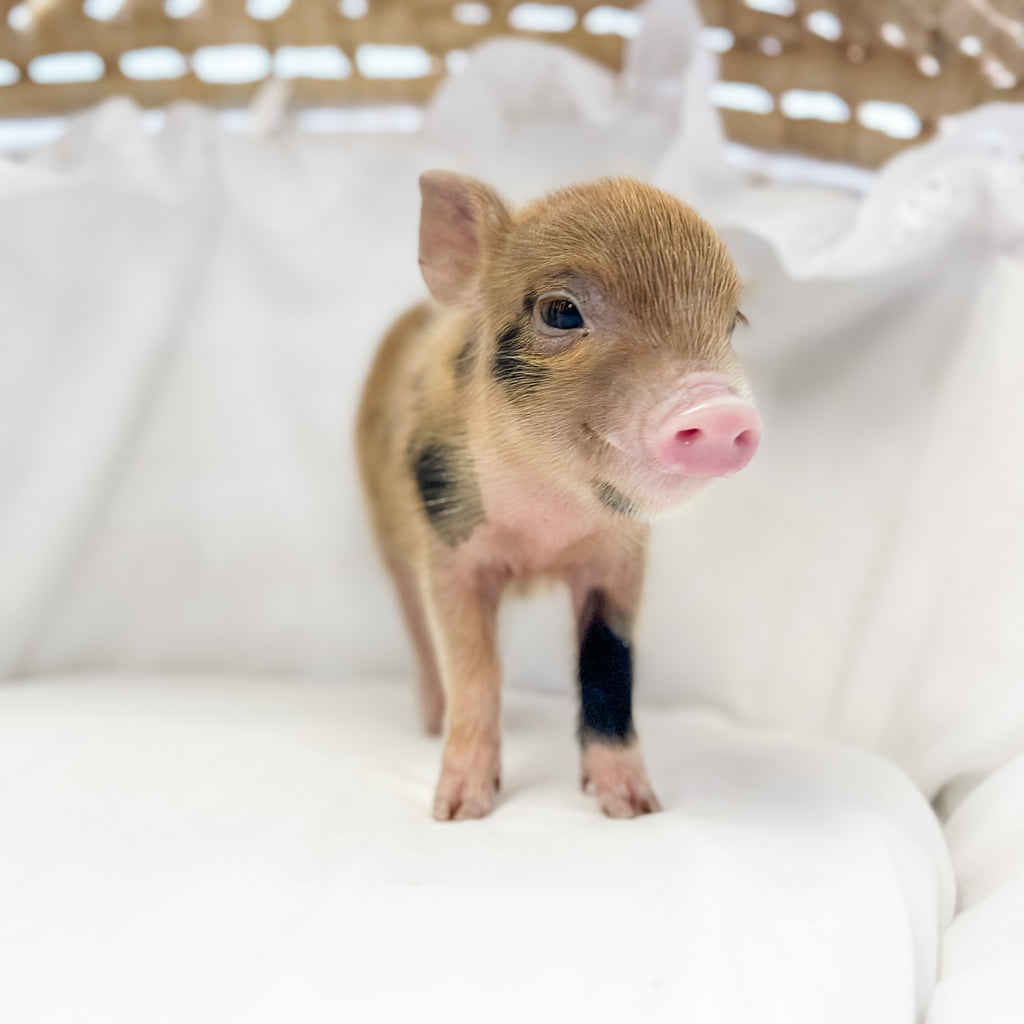 XXS - 08-05-23 - Hattie - Female - Juliana Mini Pig