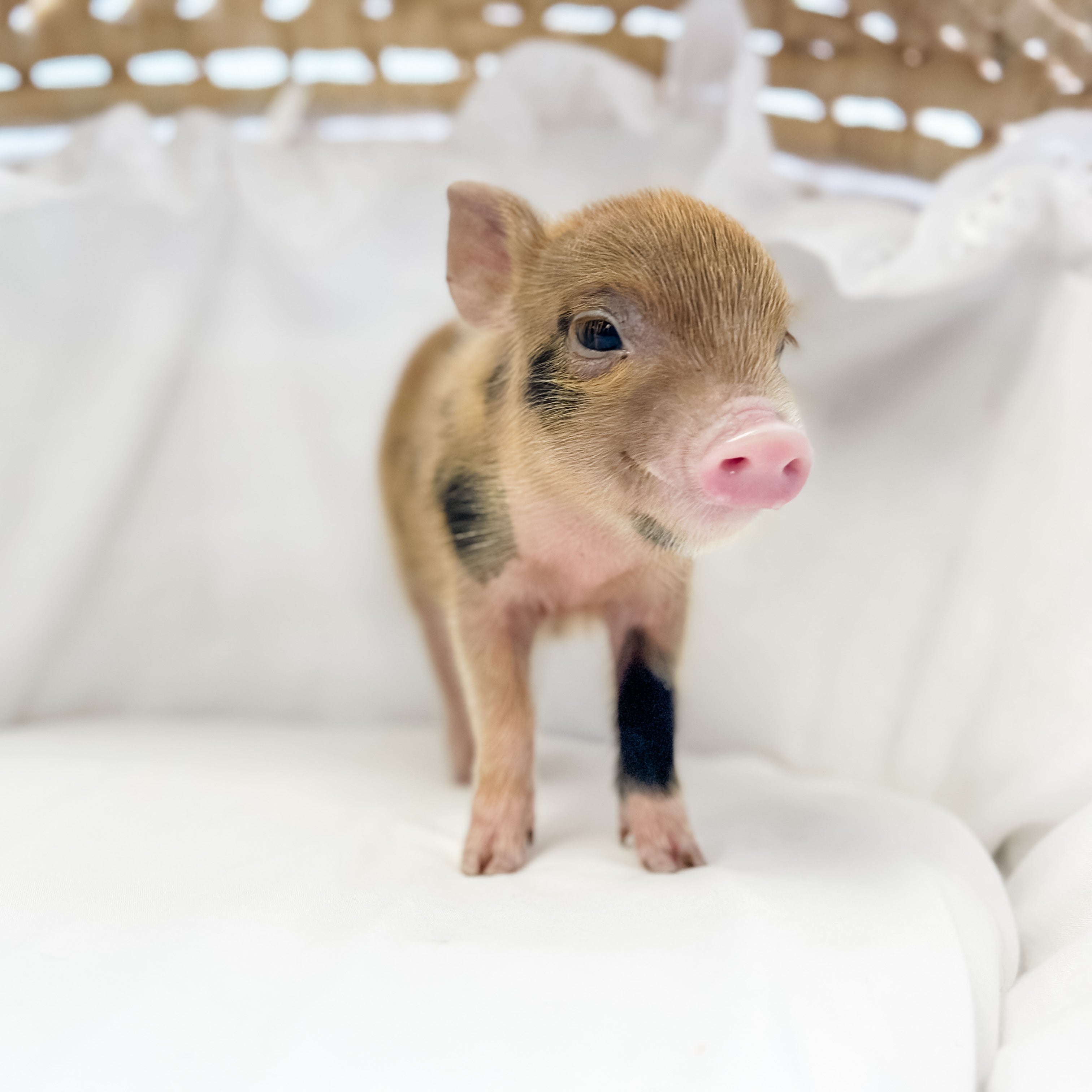 XXS - 08-05-23 - Hattie - Female - Juliana Mini Pig