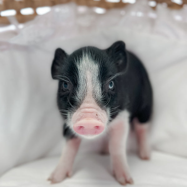 BLUE EYE XXS - 11-03-24 - Lady Bonbon - Female - Juliana Mini Pig