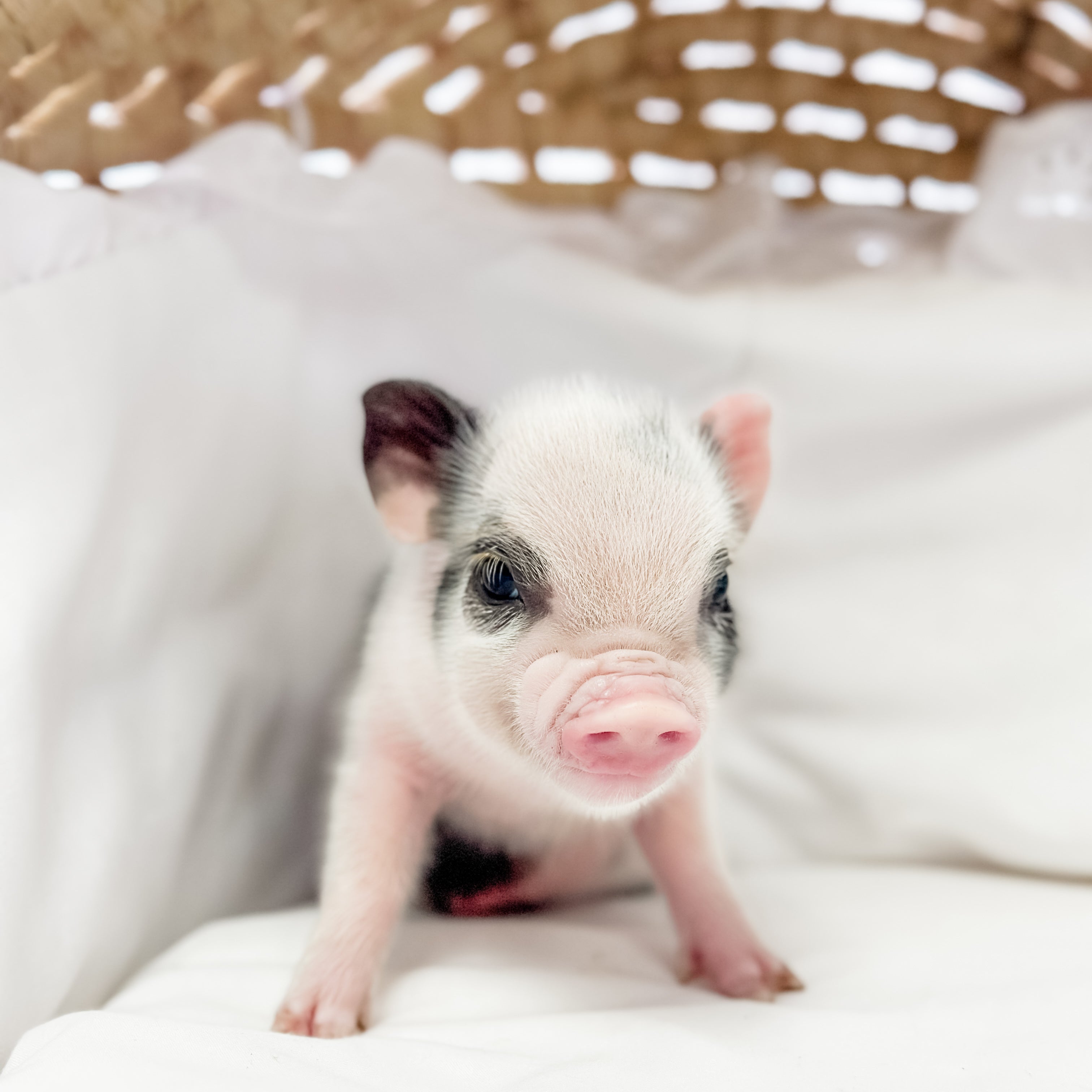 XXS - 01-16-25 - Prince Jellybean - Male - Juliana Mini Pig